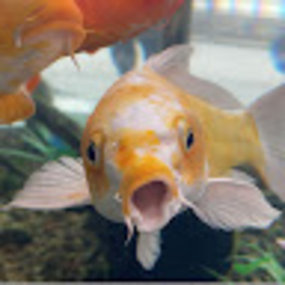 Meet your Posher, Narine